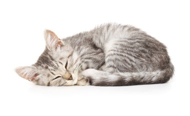Beyaz arka planda kedi yavrusu