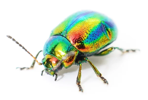 Green beetle — Stock Photo, Image