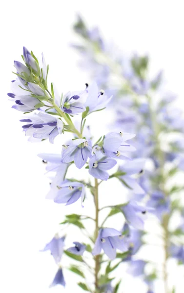 Μπλε λουλούδια — Φωτογραφία Αρχείου