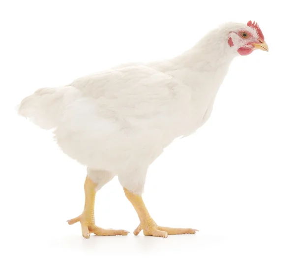 White hen — Stock Photo, Image