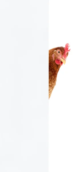 鸡与空白 — 图库照片