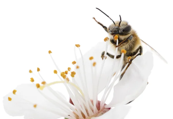 Пчела и белый цветок — стоковое фото