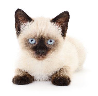 Beyaz arka planda kedi yavrusu