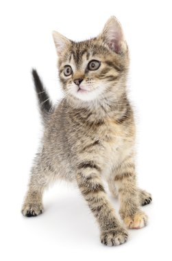 Beyaz arka planda kedi yavrusu