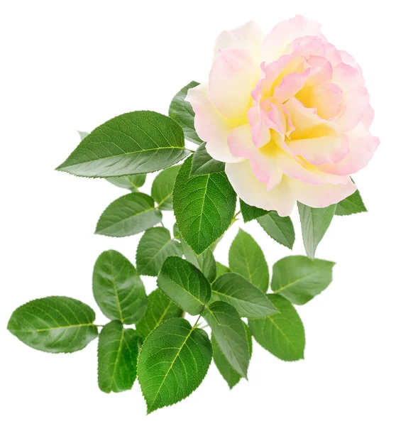 Pink Rose — Stock Photo, Image