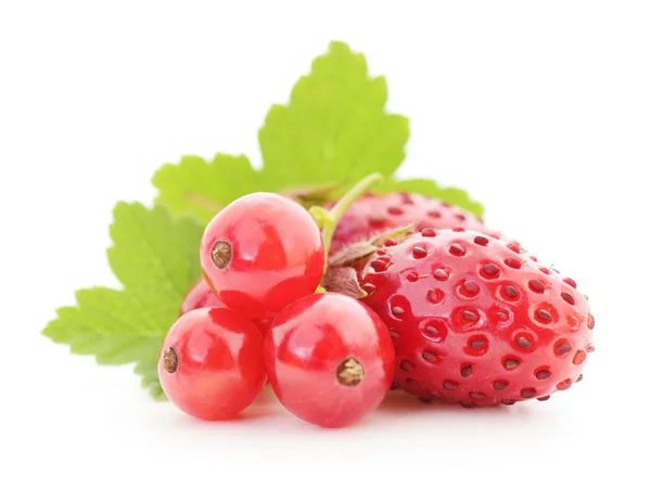 Strawberries and red currants — Stock Photo, Image