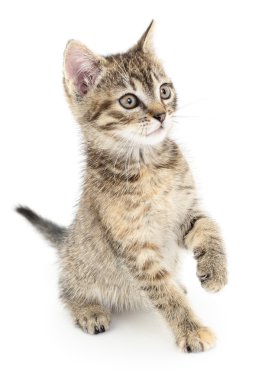 Beyaz arka planda kedi yavrusu