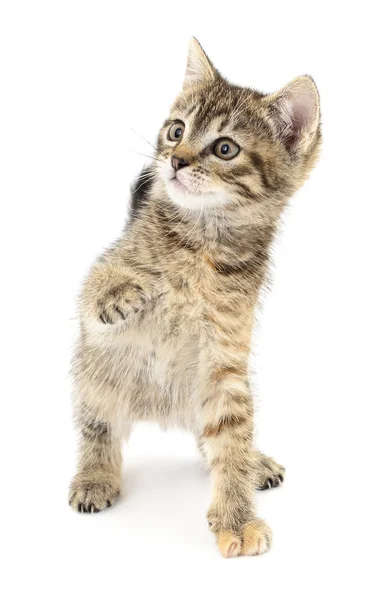 Kitten op een witte achtergrond — Stockfoto