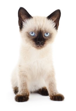 Beyaz arka planda kedi yavrusu