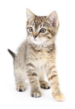 Beyaz arka planda kedi yavrusu