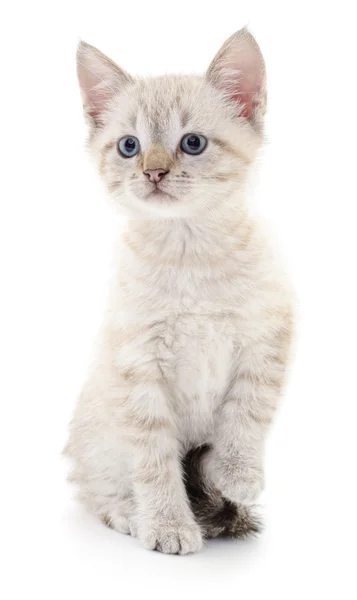 Kotek na białym tle — Zdjęcie stockowe