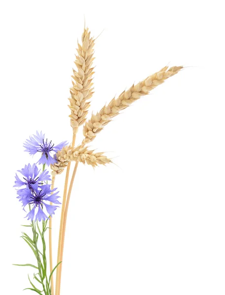 Buğday ve çiçek. — Stok fotoğraf