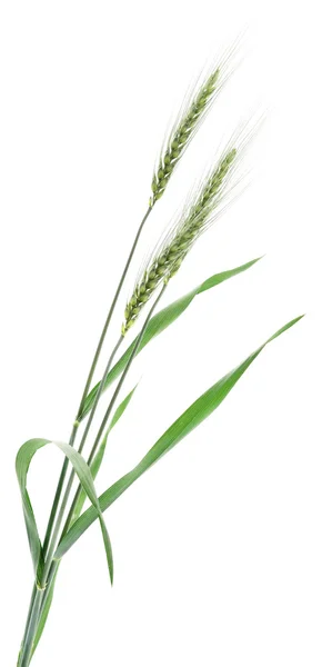 Wheat Bunch — Stock Photo, Image