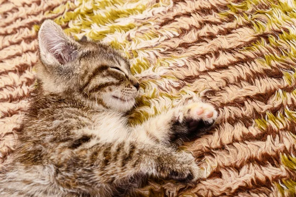 Kätzchen auf textilem Hintergrund — Stockfoto