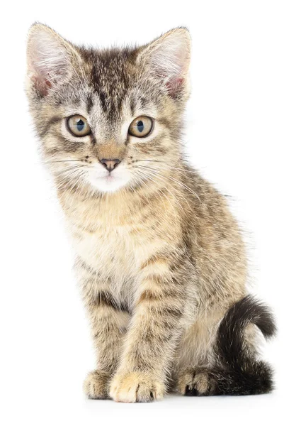 Gatinho em um fundo branco — Fotografia de Stock