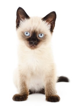 Beyaz arka planda kedi yavrusu
