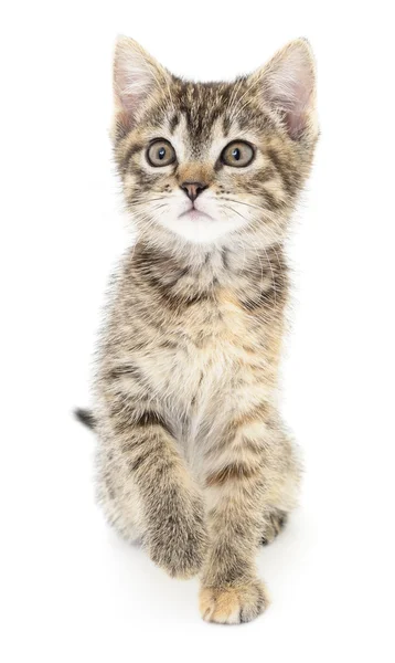 Kitten on a white background — Stock Photo, Image