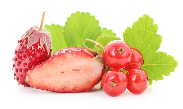 Erdbeeren und rote Johannisbeeren — Stockfoto
