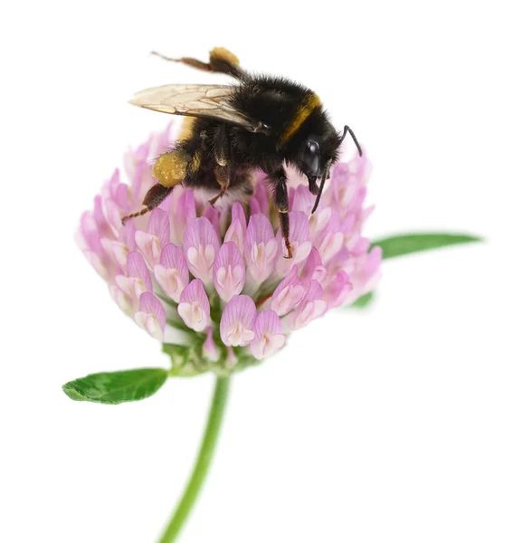 Hummel auf Klee — Stockfoto