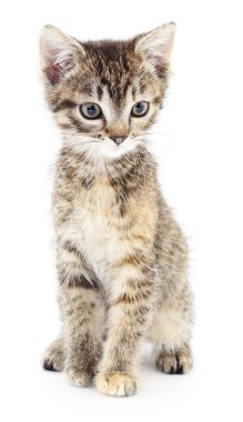 Beyaz arka planda kedi yavrusu