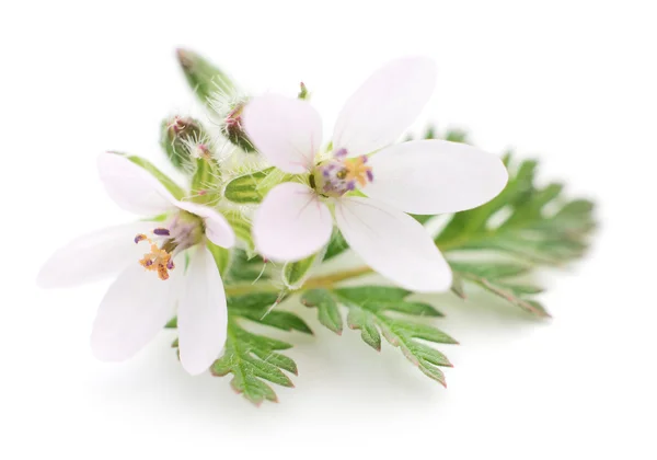 Zwei Blumen — Stockfoto