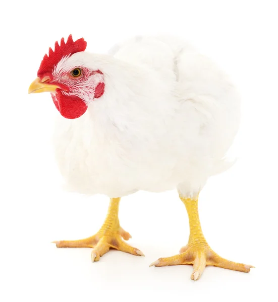 White hen — Stock Photo, Image