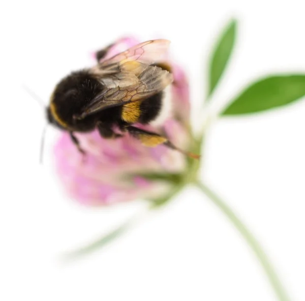 Bumblebee yonca üzerinde — Stok fotoğraf