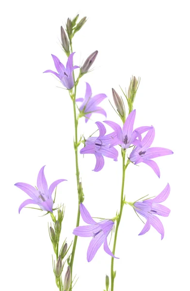 A bluebells kék virágok — Stock Fotó