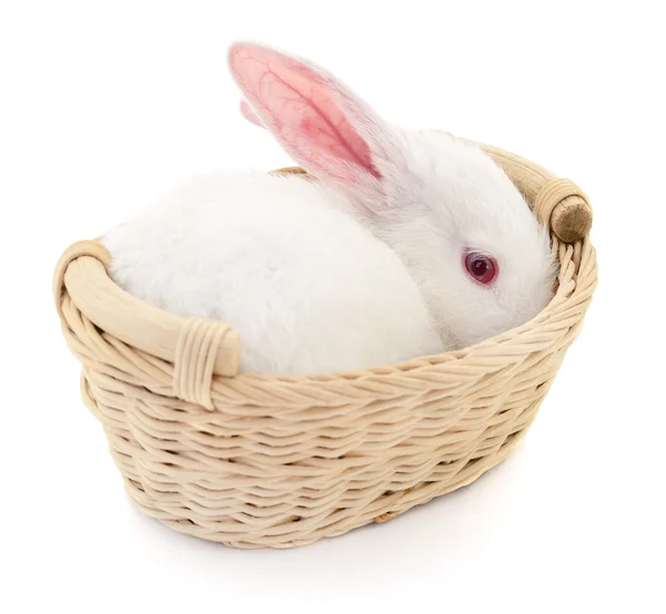 Tavşan sepet içinde — Stok fotoğraf