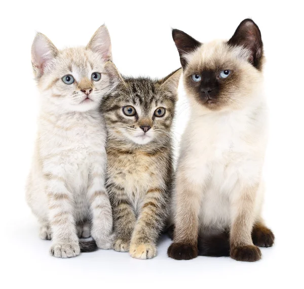 Trzy małe kociaki — Zdjęcie stockowe