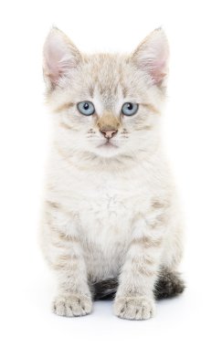Beyaz arka planda kedi yavrusu