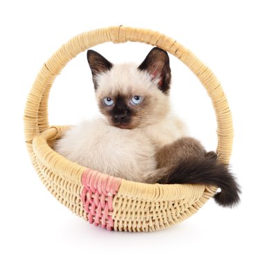 sepeti de izole kedi