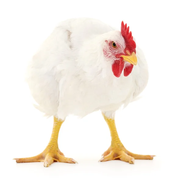 White hen — Stock Photo, Image