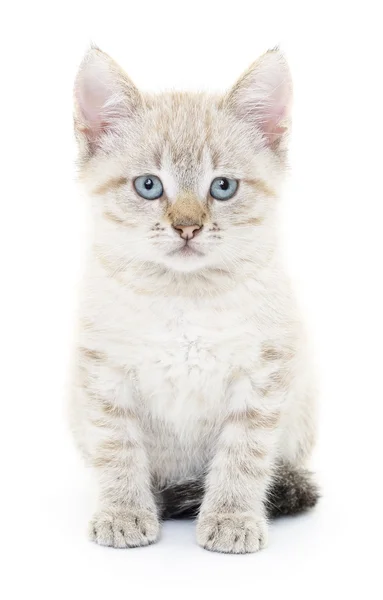 Gatinho em um fundo branco — Fotografia de Stock