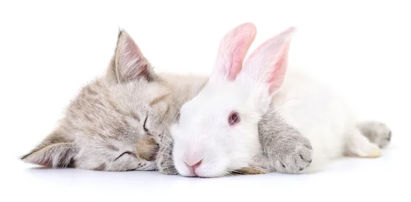 Gatito jugando con conejo — Foto de Stock