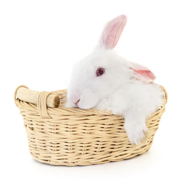 バスケットのウサギ — ストック写真