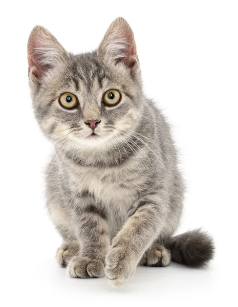 Kitten on a white background — Stock Photo, Image