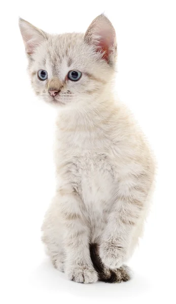 Gatinho em um fundo branco — Fotografia de Stock