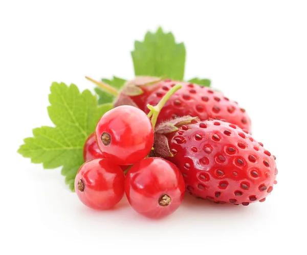 Strawberries and red currants — Stock Photo, Image