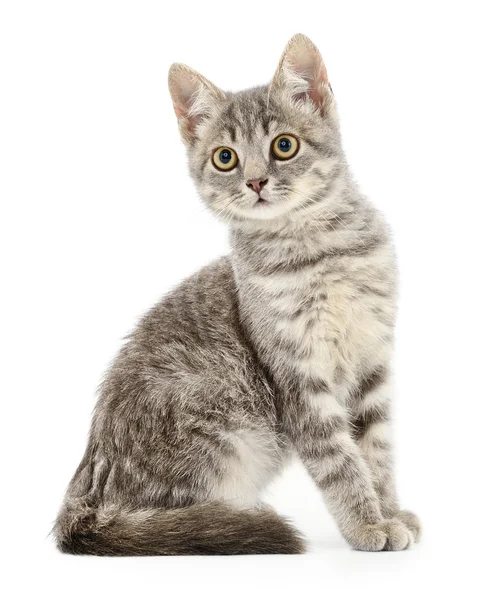 Kitten on a white background — Stock Photo, Image