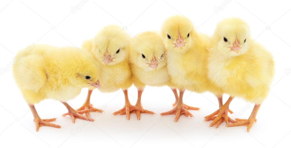 Five chickens