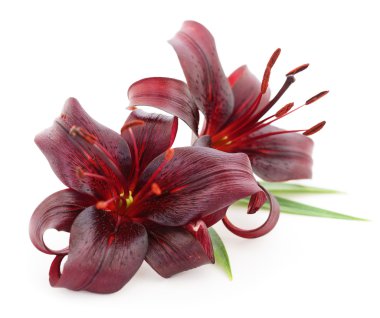 Kırmızı lilyum.