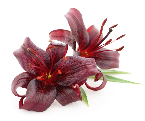 Red lilies. — Stock Photo, Image