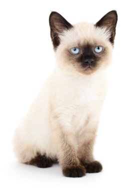 Beyaz arka planda kedi yavrusu