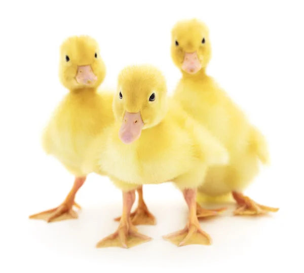 Tres patitos. — Foto de Stock