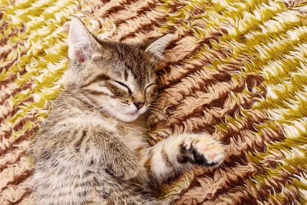 Kitten on textile background — Stock Photo, Image