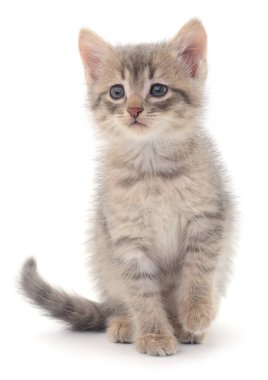 Adorable gray kitten with blue eyes sitting isolated on white background. Cute domestic cat portrait for pet care, adoption or veterinary design concept