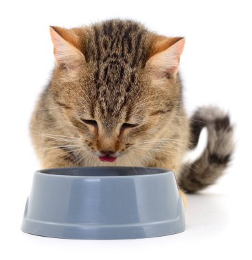Cute tabby cat drinking water from a gray plastic bowl, isolated on white background. Domestic pet hydration concept, healthy animal care and feeding accessories