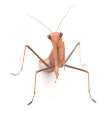 Close-up of a brown praying mantis isolated on white background. Macro photo of mantid insect with folded forelegs and curious look, detailed front view