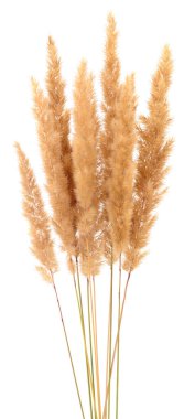 Bunch of dried reed grass with fluffy golden panicles isolated on white background. Natural botanical composition for interior decor or floristic design